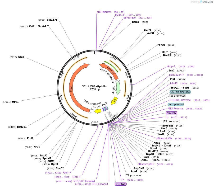 122919-plasmid-map-sequence-id-239180