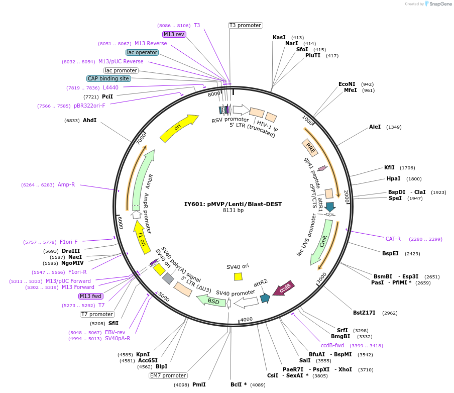 121849-plasmid-map-sequence-id-239182