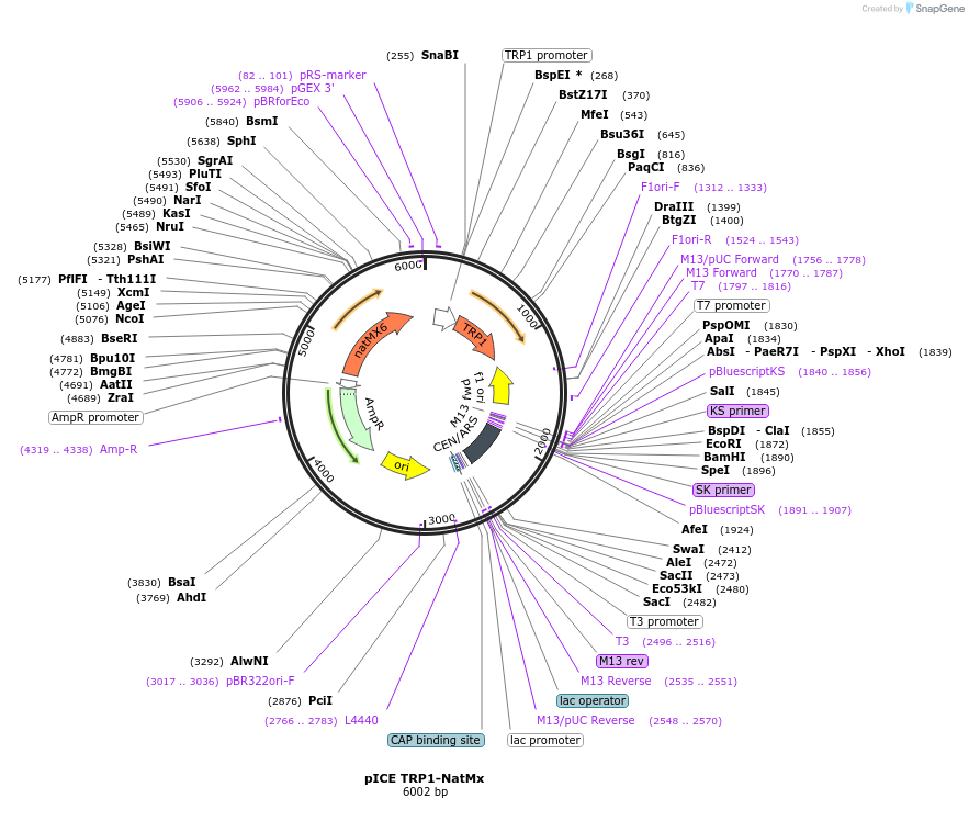 122903-plasmid-map-sequence-id-239185