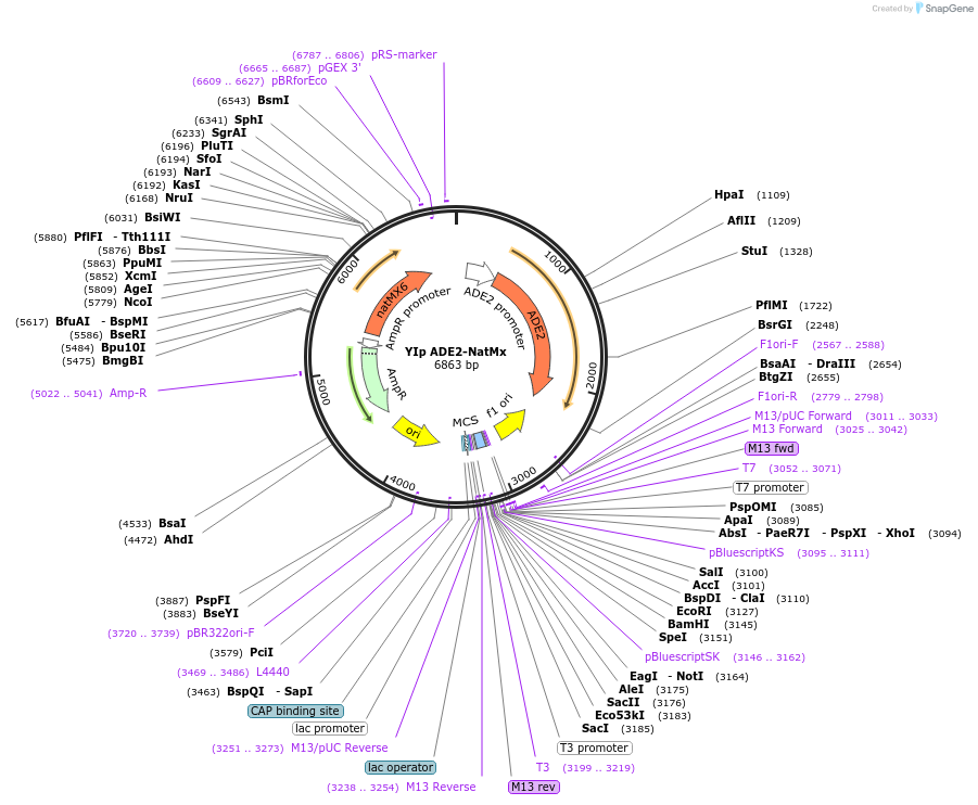 122918-plasmid-map-sequence-id-239186