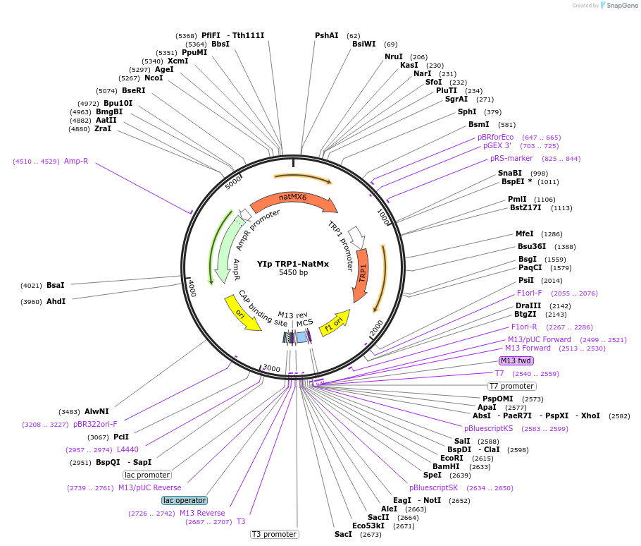 122924-plasmid-map-sequence-id-239189