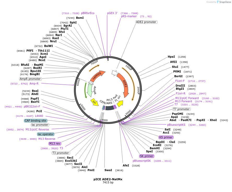 122897-plasmid-map-sequence-id-239191