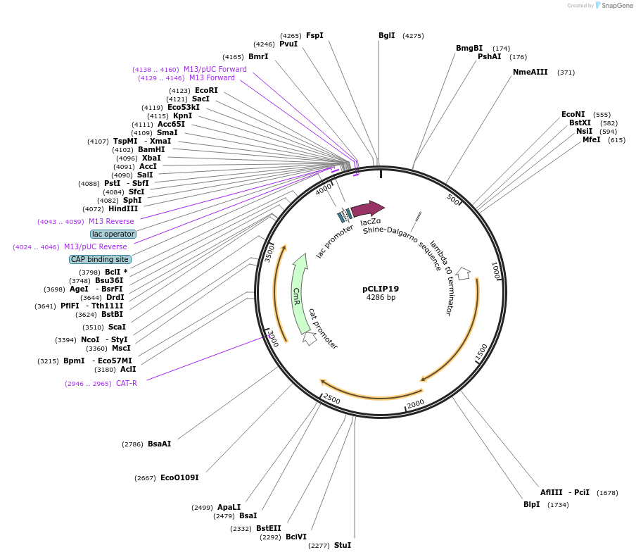 125143-plasmid-map-sequence-id-239198