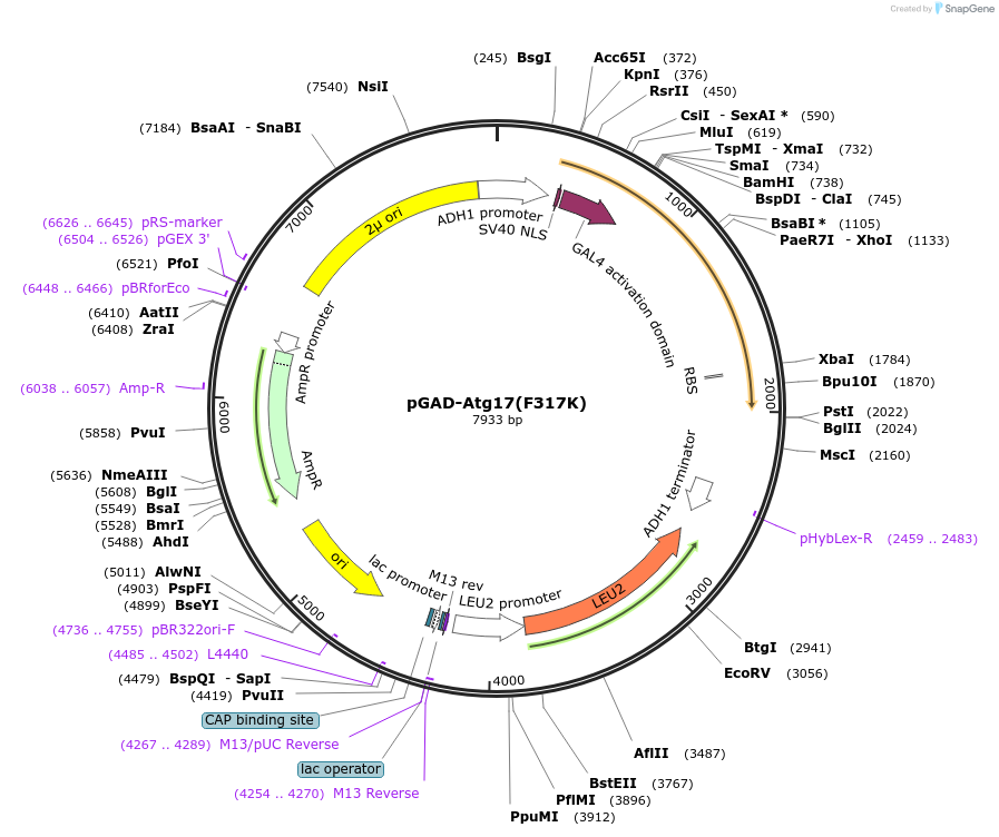 122270-plasmid-map-sequence-id-239261