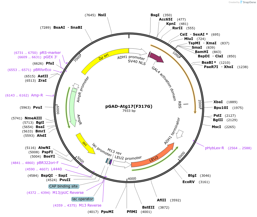 122268-plasmid-map-sequence-id-239281