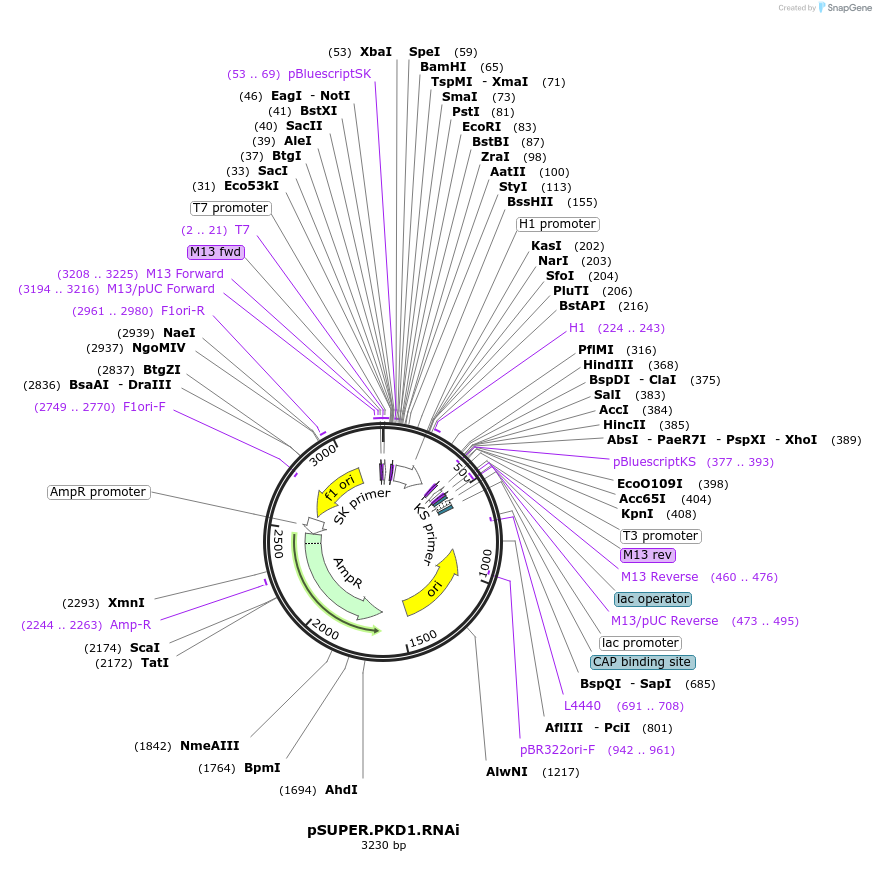 10815-plasmid-map-sequence-id-239285