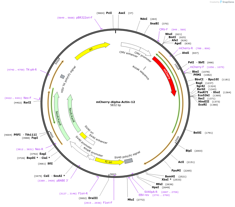 54971-plasmid-map-sequence-id-239313