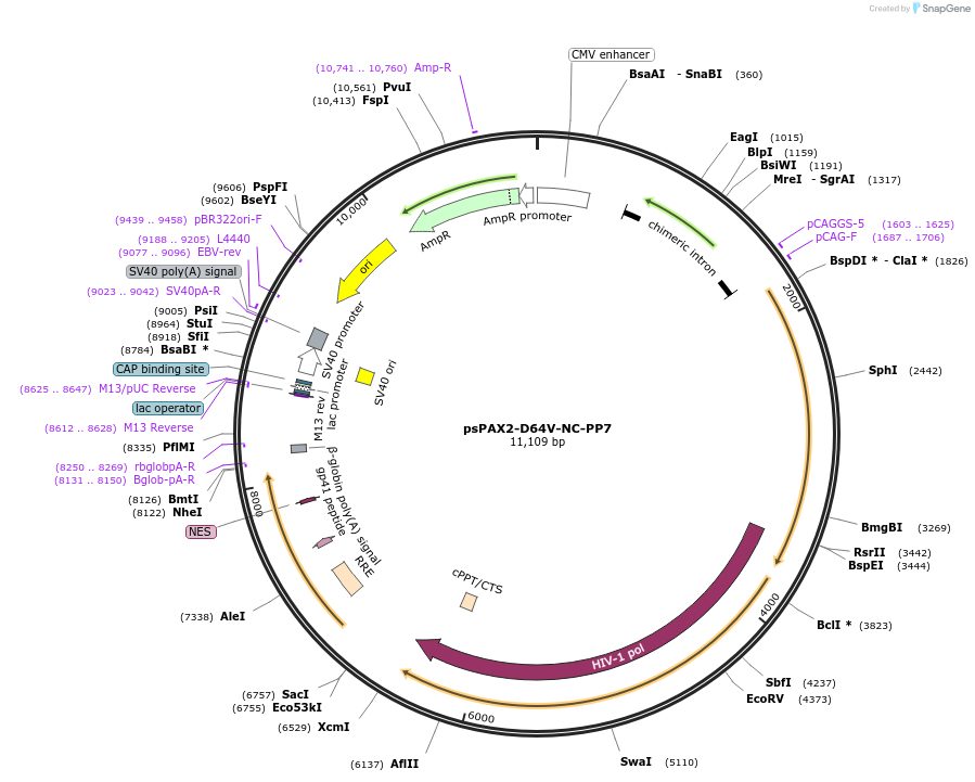 122945-plasmid-map-sequence-id-239315