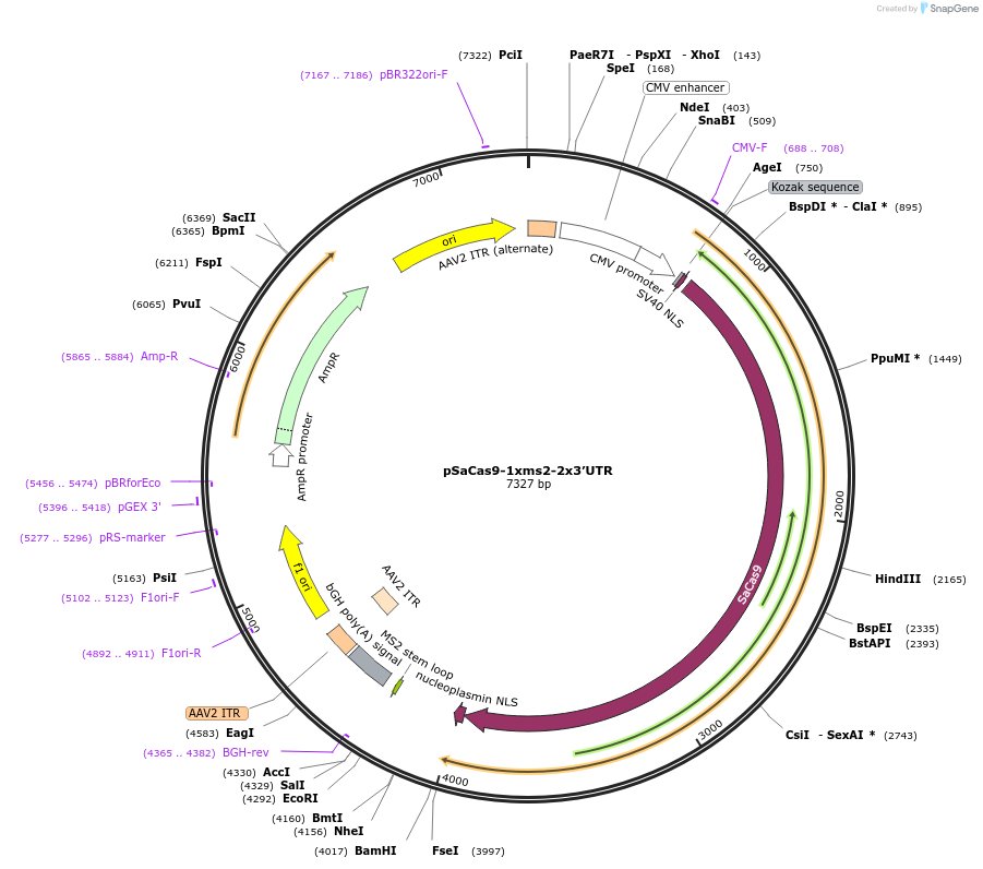 122946-plasmid-map-sequence-id-239319