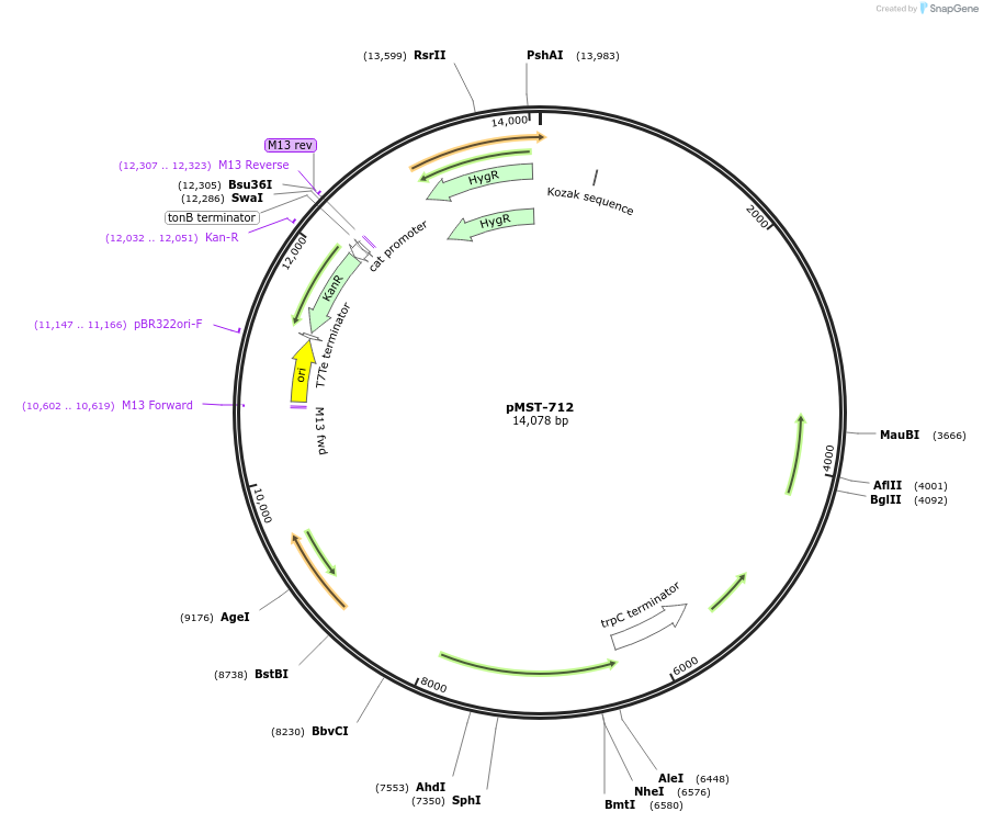 118080-plasmid-map-sequence-id-239320