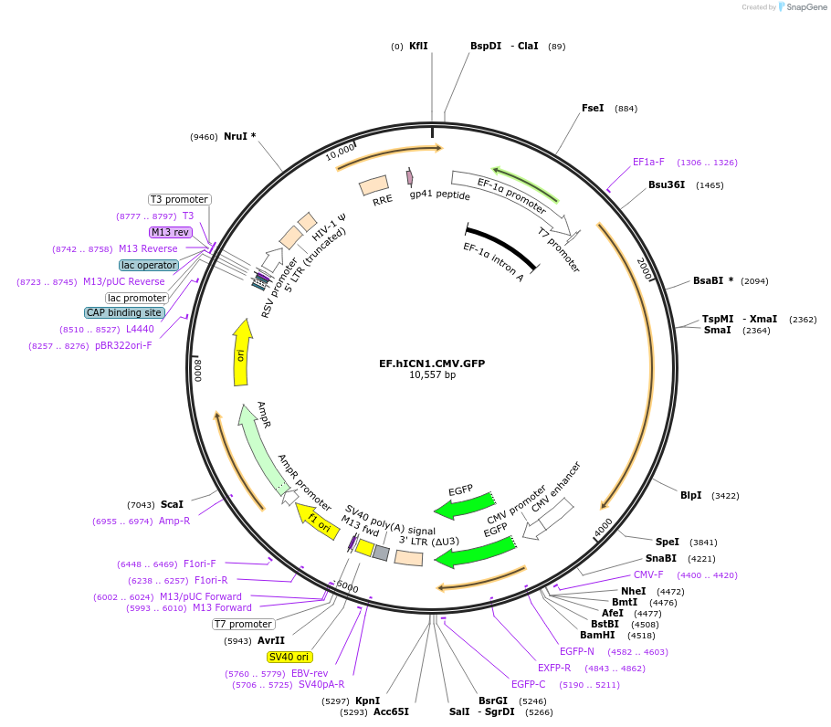 17623-plasmid-map-sequence-id-239321