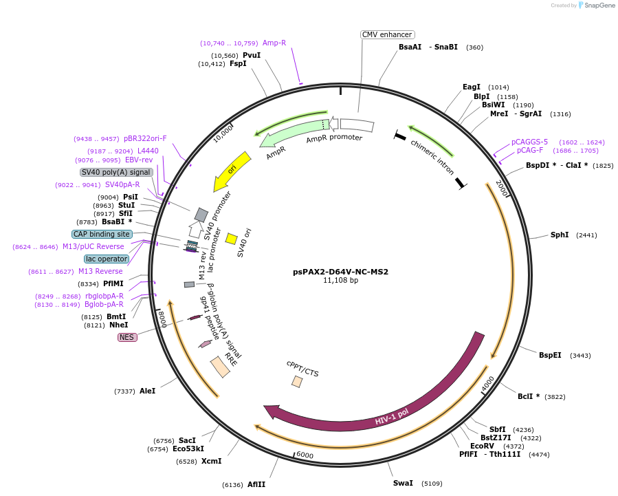 122944-plasmid-map-sequence-id-239322