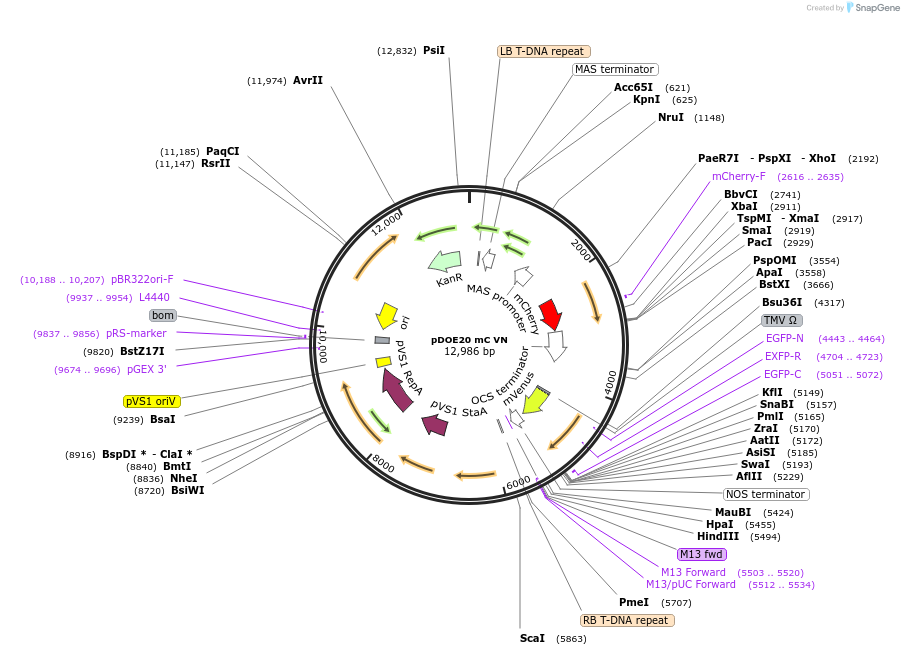 124246-plasmid-map-sequence-id-239323