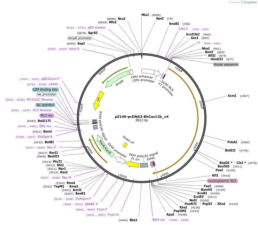 122446-plasmid-map-sequence-id-239327