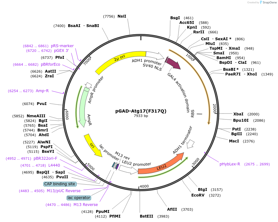 122271-plasmid-map-sequence-id-239328