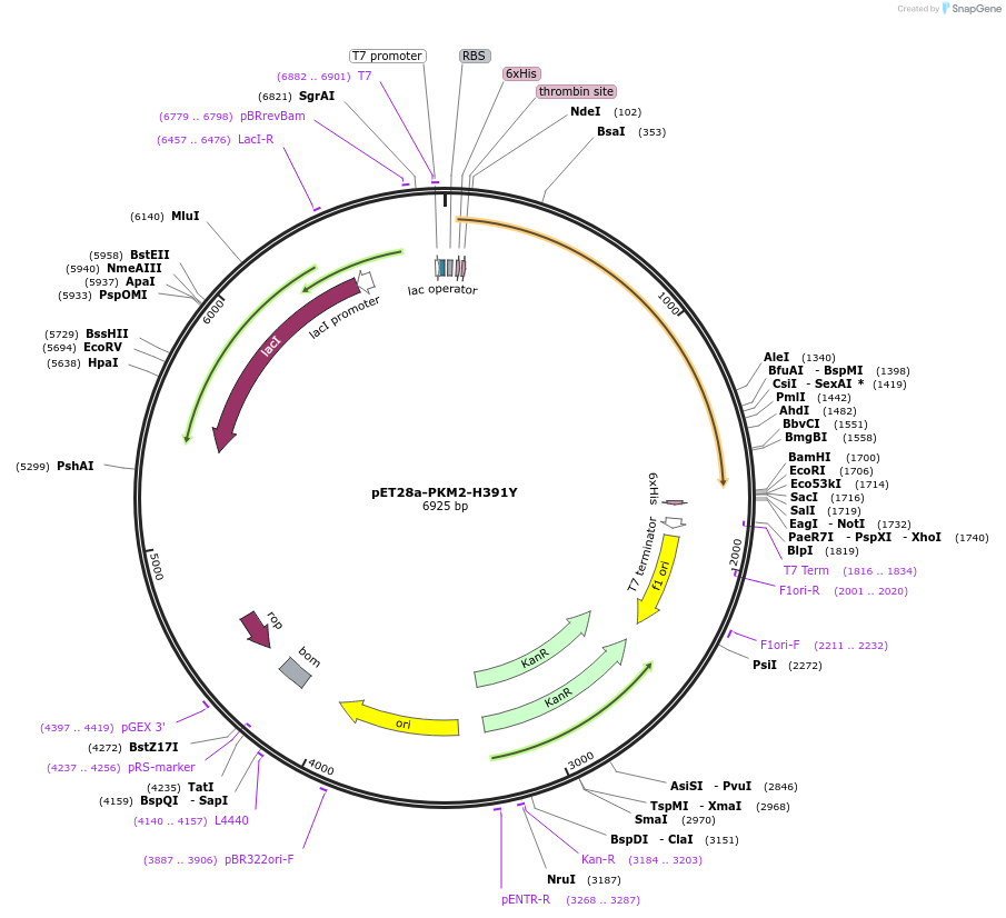 122692-plasmid-map-sequence-id-239334
