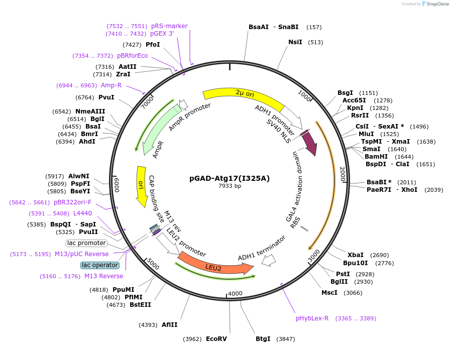 122272-plasmid-map-sequence-id-239335