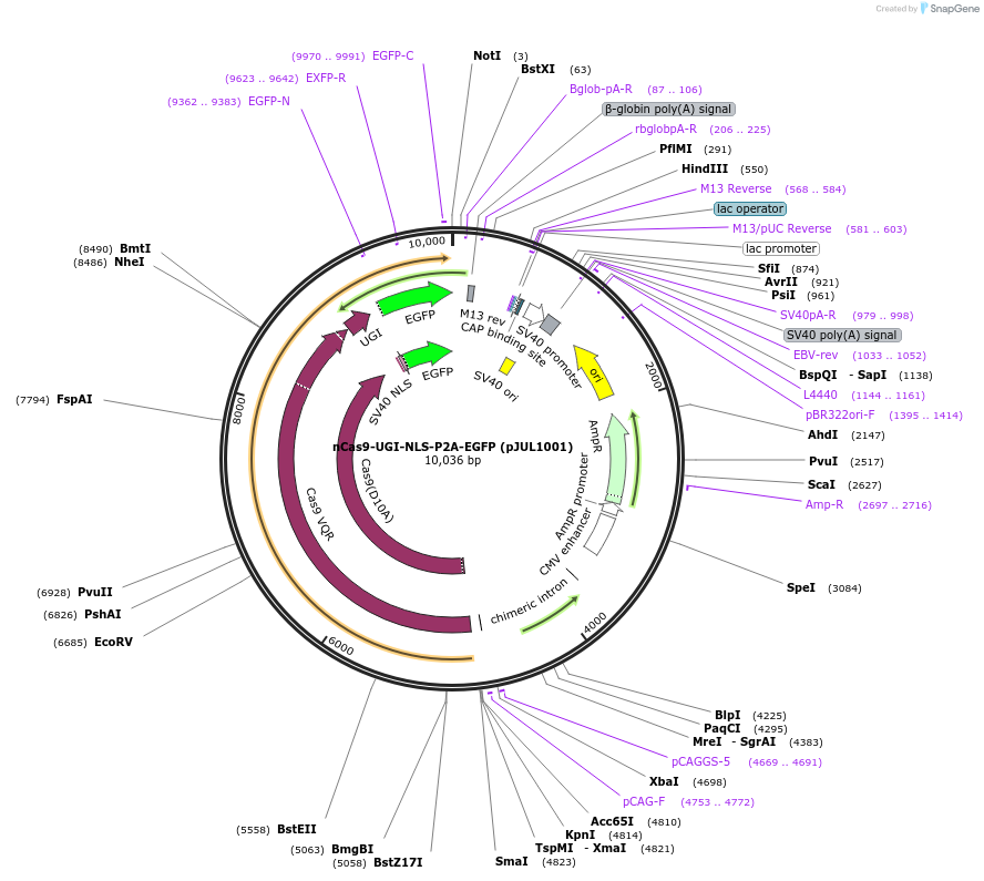 123611-plasmid-map-sequence-id-239339