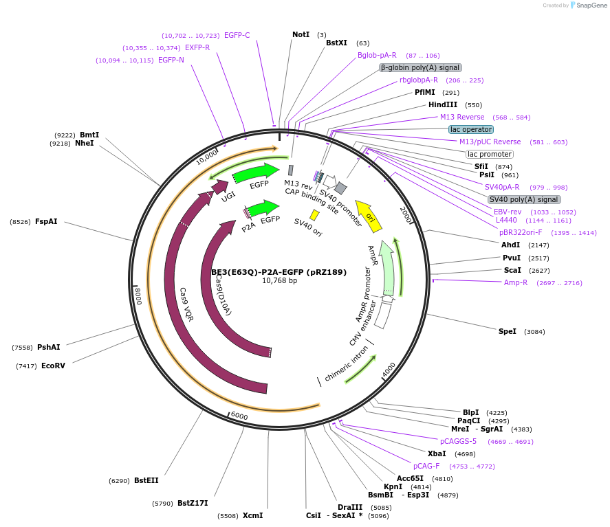 123613-plasmid-map-sequence-id-239341