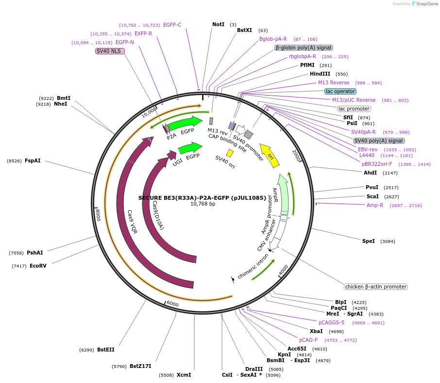 123614-plasmid-map-sequence-id-239342