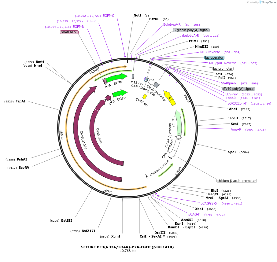 123615-plasmid-map-sequence-id-239343
