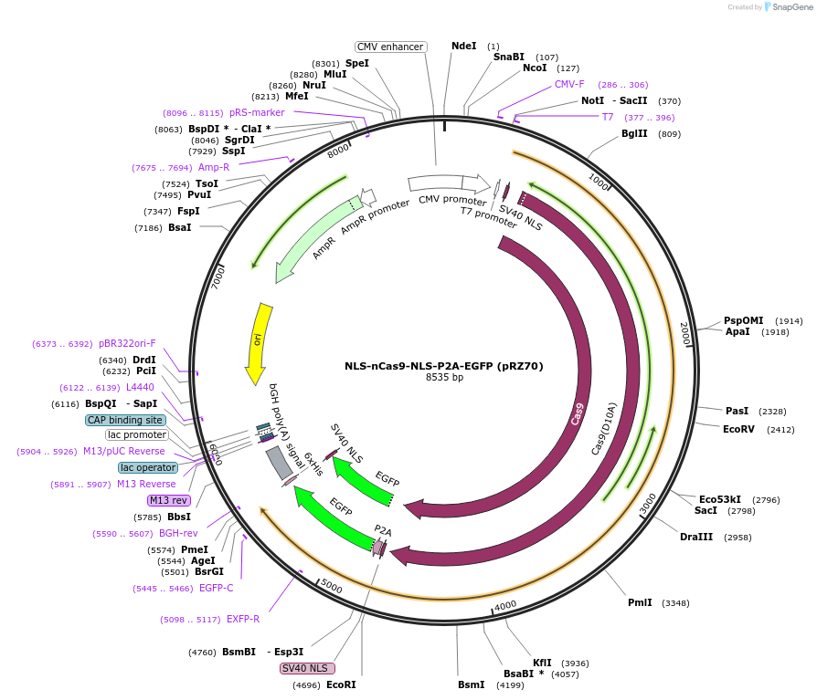 123616-plasmid-map-sequence-id-239344