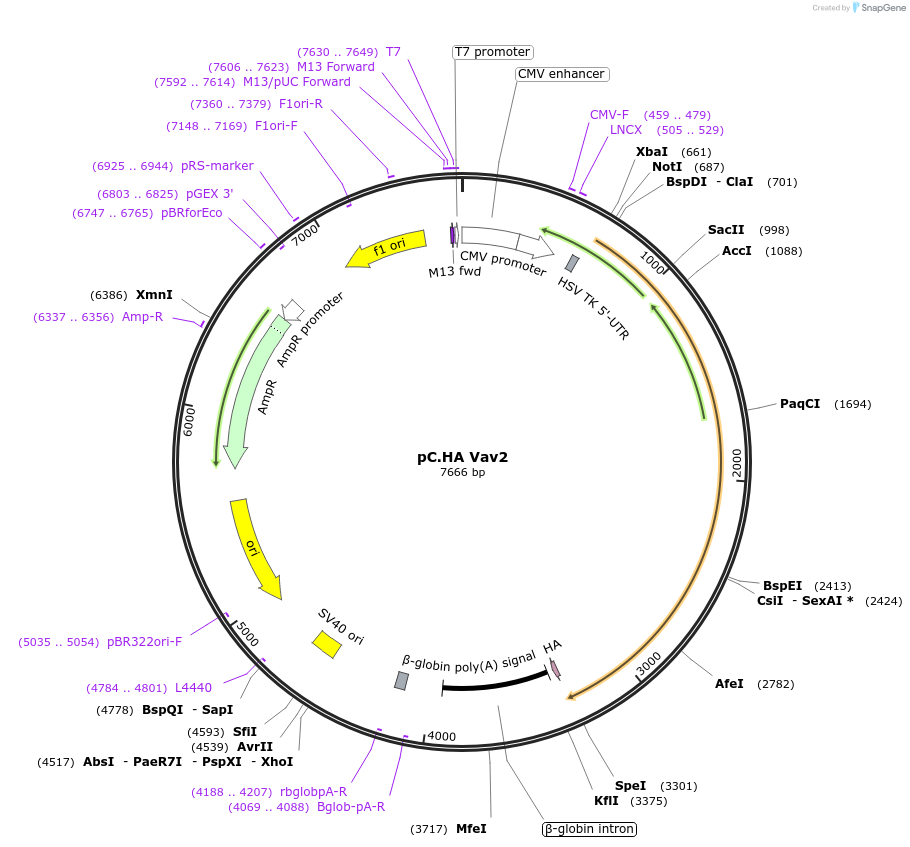 14554-plasmid-map-sequence-id-239346