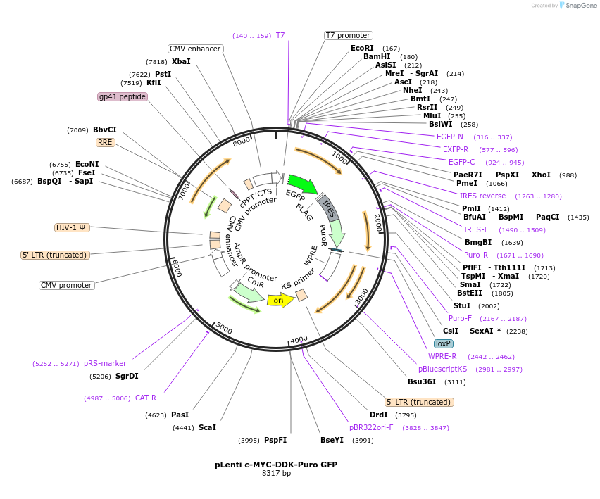 123299-plasmid-map-sequence-id-239349