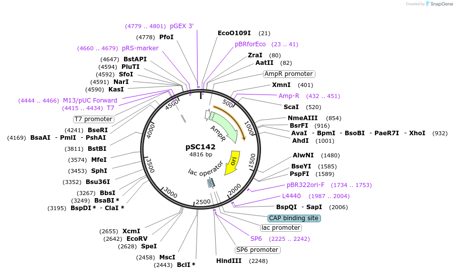 122835-plasmid-map-sequence-id-239353