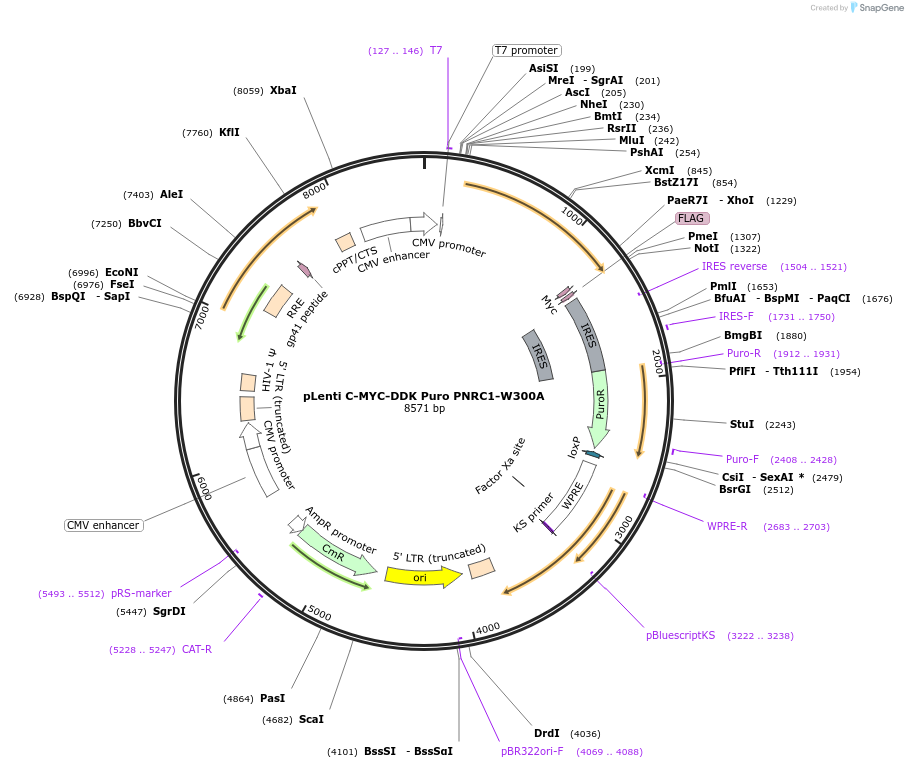 123301-plasmid-map-sequence-id-239354