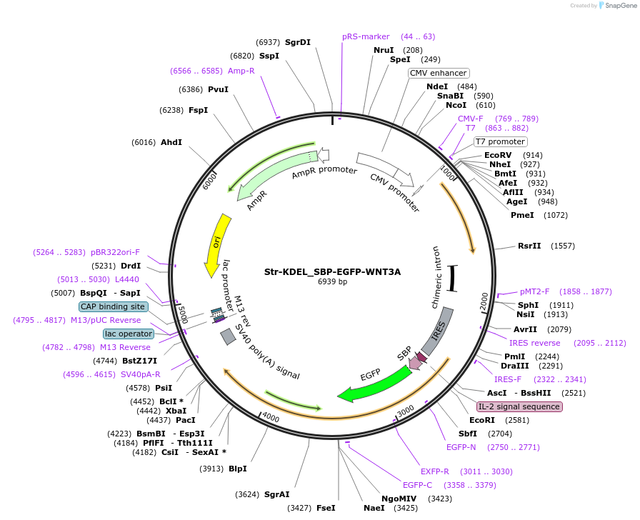 108344-plasmid-map-sequence-id-239356