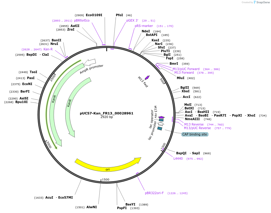 121296-plasmid-map-sequence-id-239359