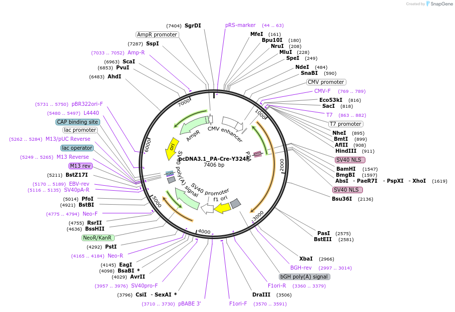 122961-plasmid-map-sequence-id-239363