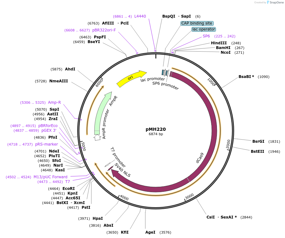 122836-plasmid-map-sequence-id-239365