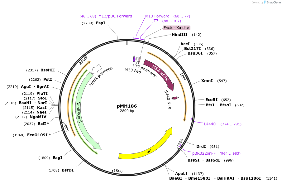 122837-plasmid-map-sequence-id-239367