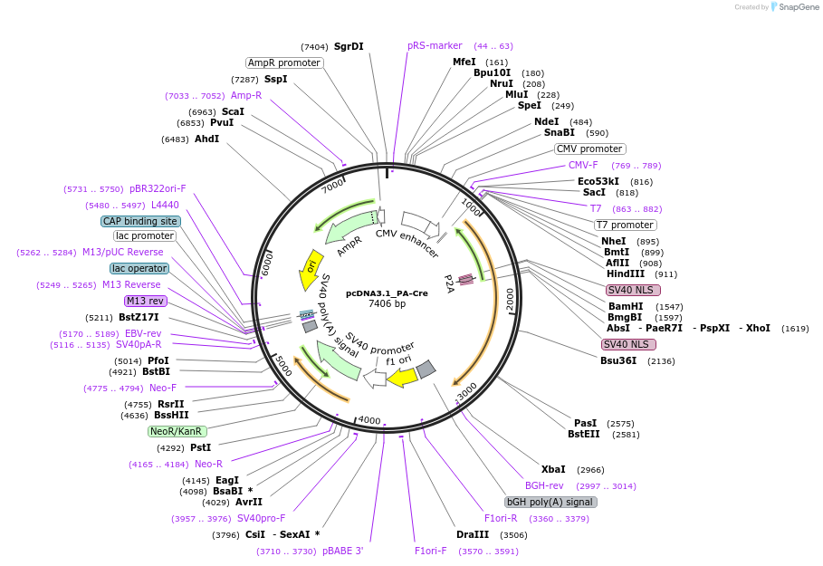 122960-plasmid-map-sequence-id-239368