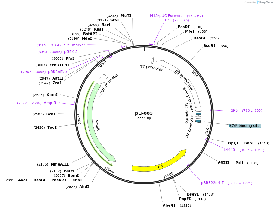 122838-plasmid-map-sequence-id-239370