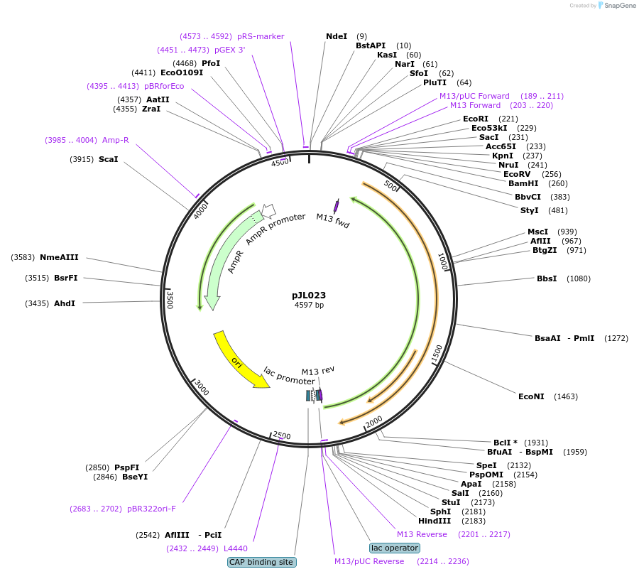 122841-plasmid-map-sequence-id-239375