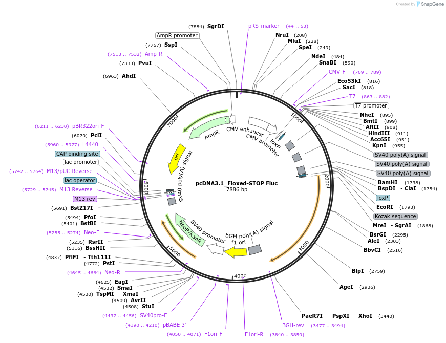 122962-plasmid-map-sequence-id-239376