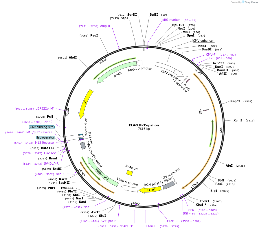 10795-plasmid-map-sequence-id-239392