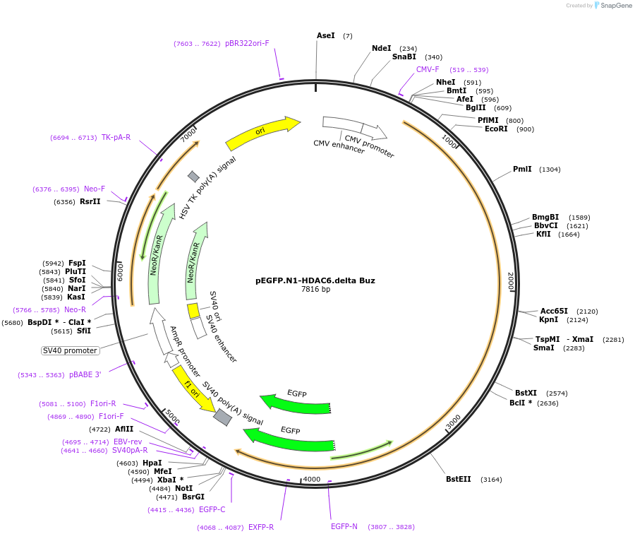 36190-plasmid-map-sequence-id-239403