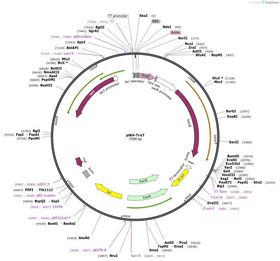 26106-plasmid-map-sequence-id-239406