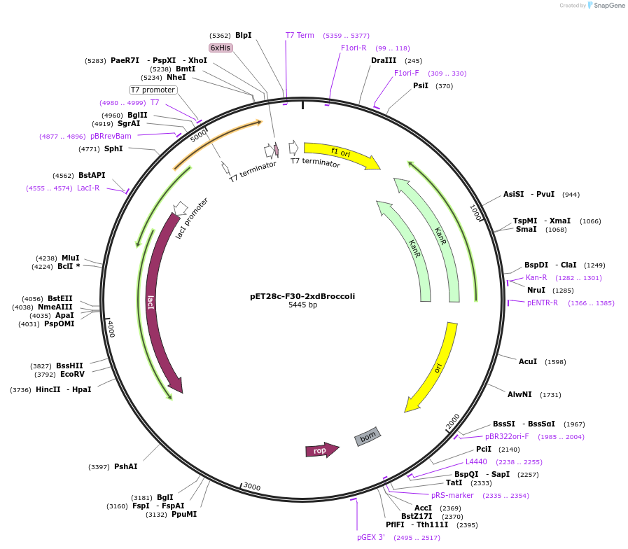 66843-plasmid-map-sequence-id-239410