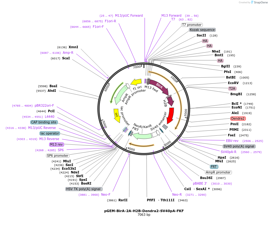 119864-plasmid-map-sequence-id-239418