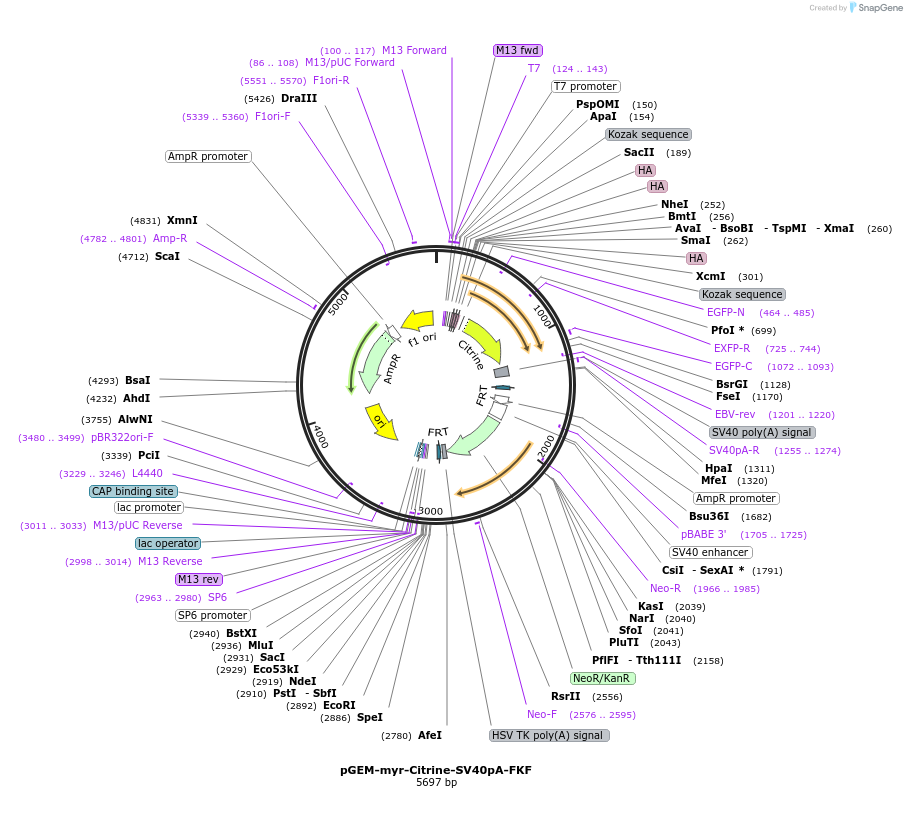 119865-plasmid-map-sequence-id-239419