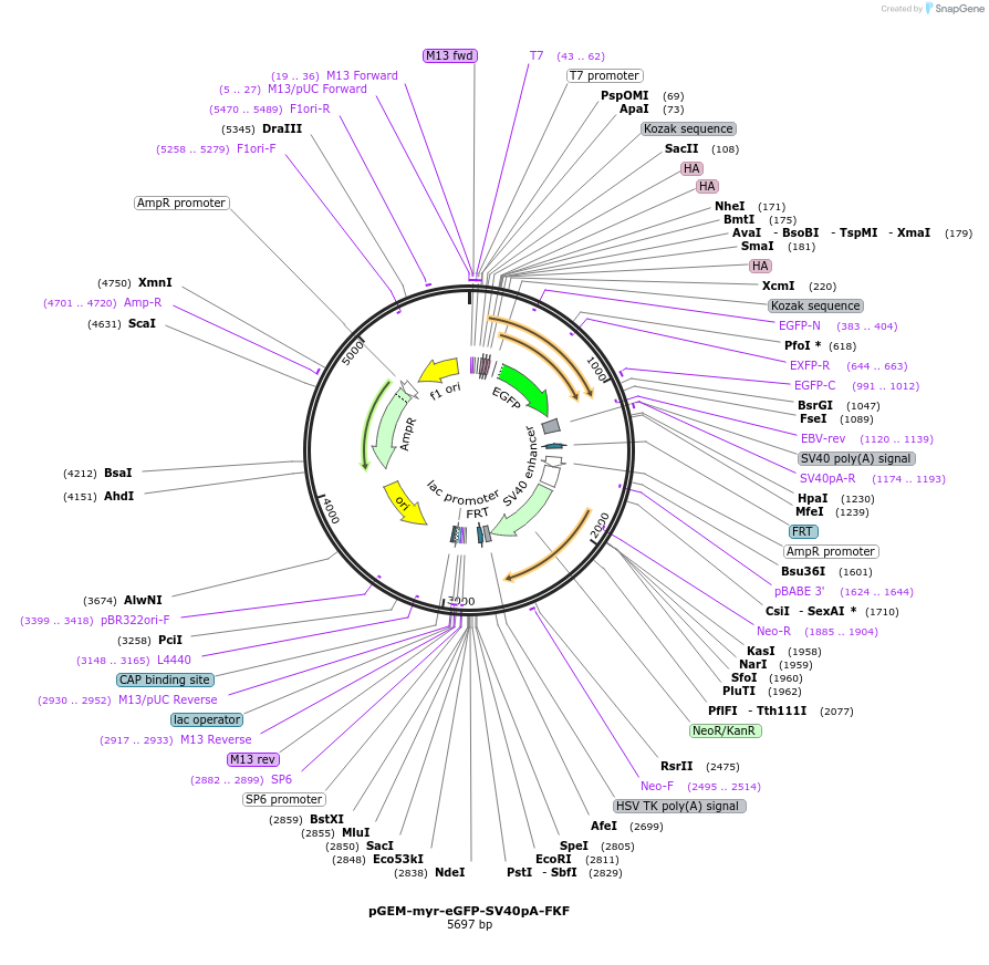 119866-plasmid-map-sequence-id-239420
