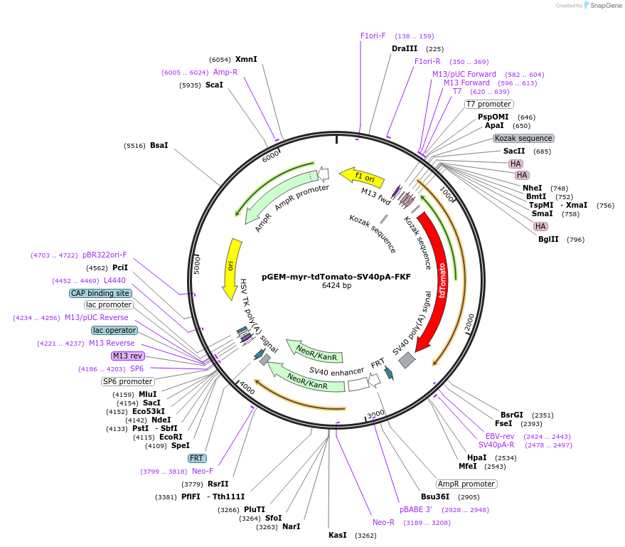 119867-plasmid-map-sequence-id-239422