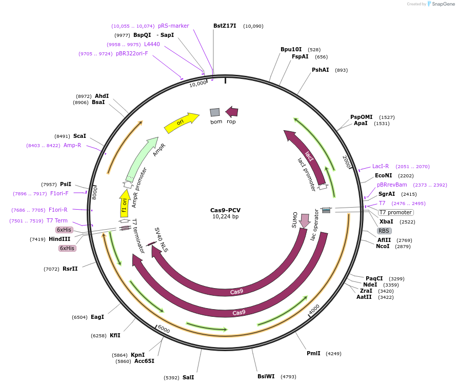 123644-plasmid-map-sequence-id-239426