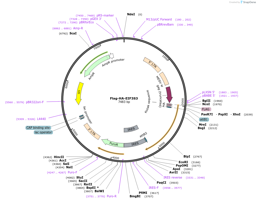 22545-plasmid-map-sequence-id-239456