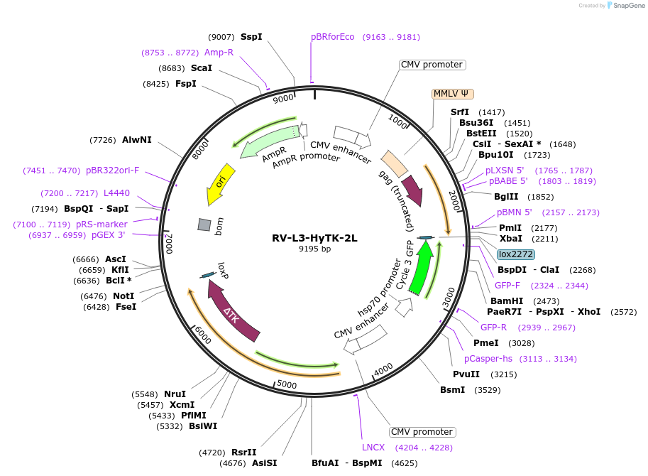 11684-plasmid-map-sequence-id-239457